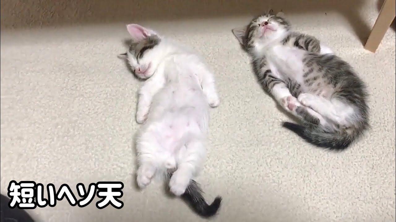 短い足でヘソ天になる子猫