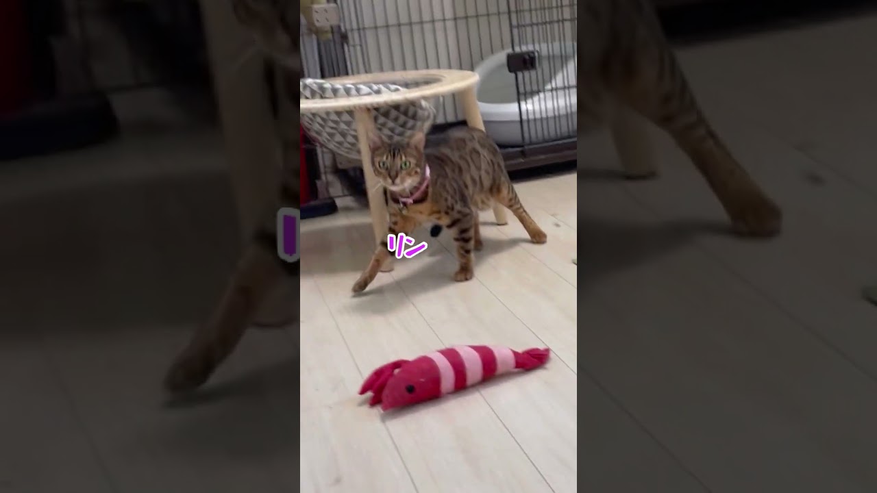 王者奪還！久々に父猫頑張りました🏆猫レース2/28 #shorts