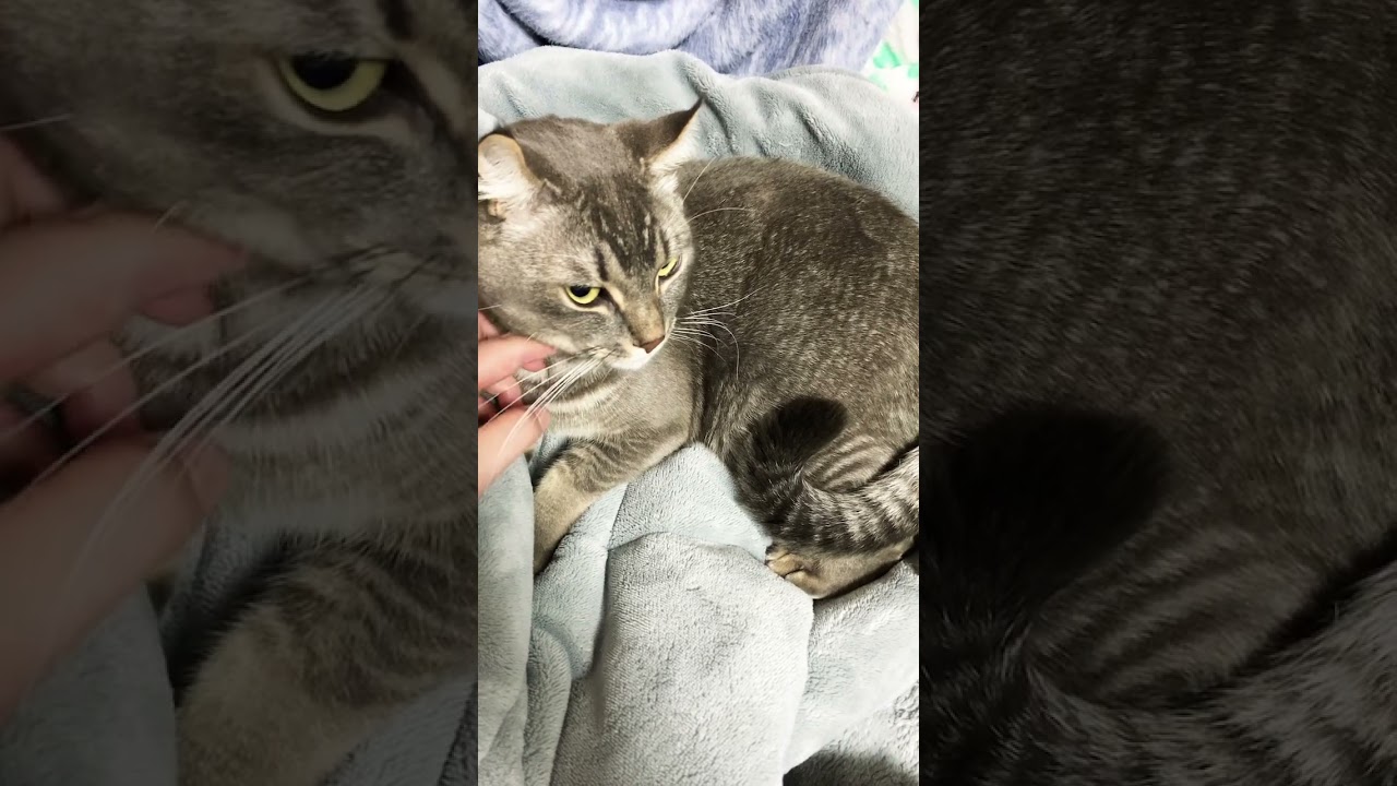 #ねこ 眠気に負ける  #アメリカンカール  #りお