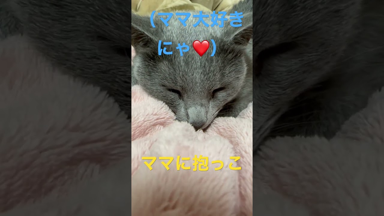 ママ抱っこにメロメロな猫（ロシアンブルー）#shorts