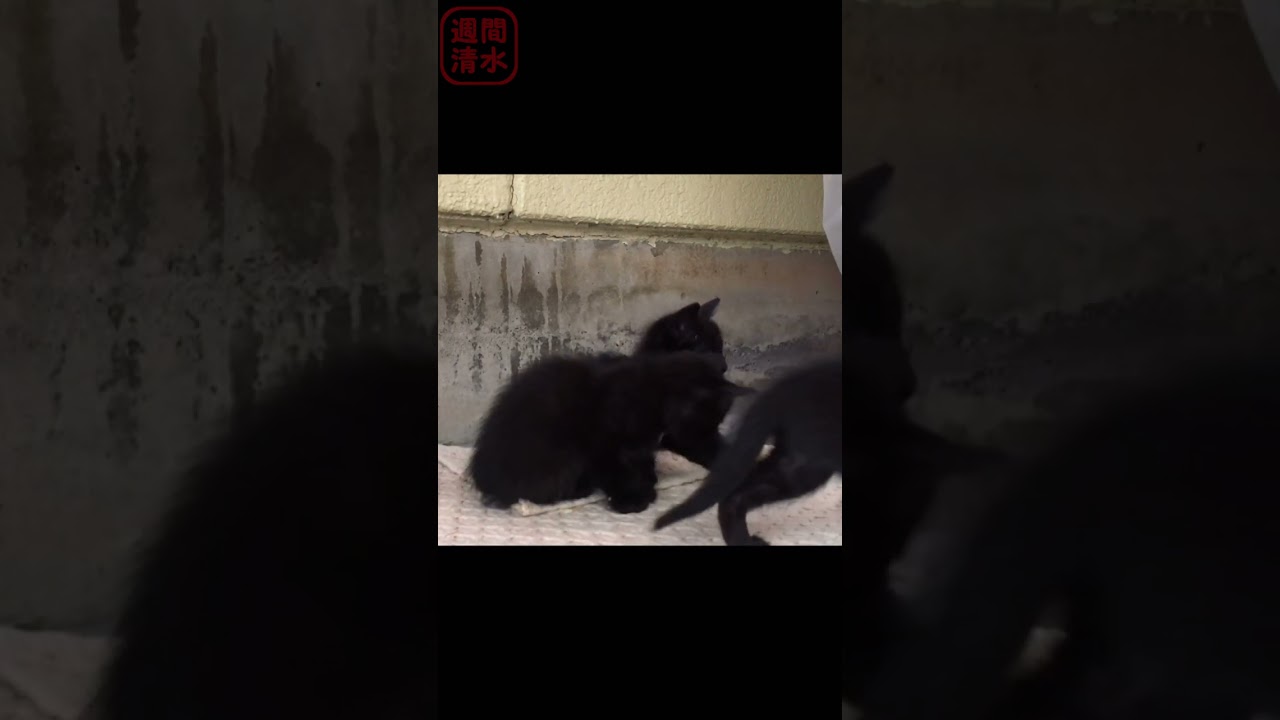シッポで遊ぶ黒猫の子猫が可愛い。三匹 兄弟 #shorts Cute kittens playing. cats 保護猫