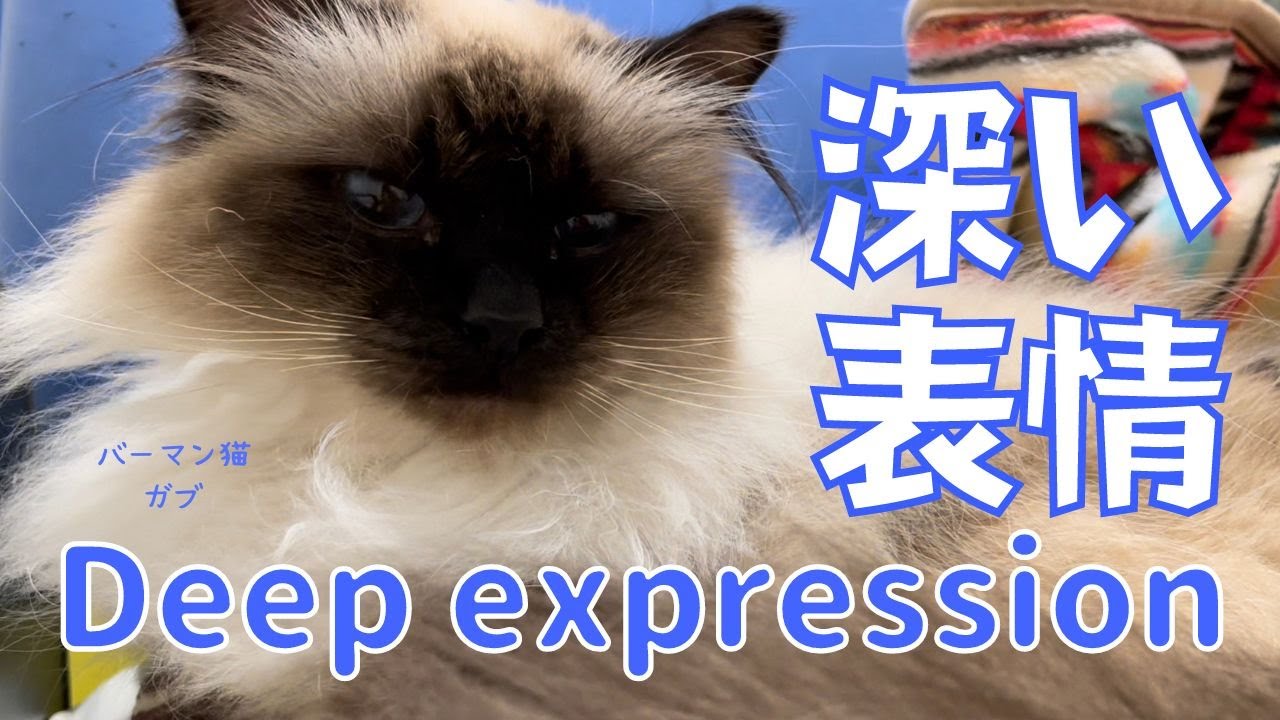 バーマン猫ガブ【深い表情】Deep expression（バーマン猫）Birman/Cat
