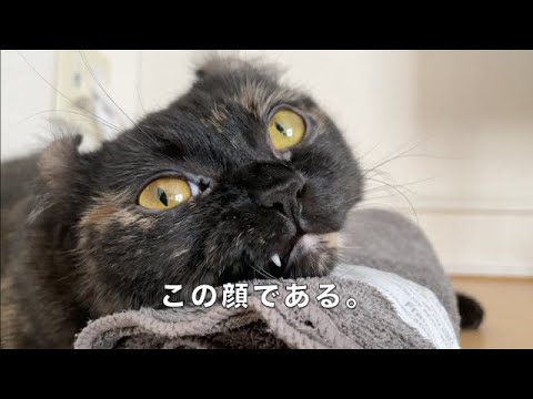 [アメリカンカール] タオルが気持ち良いんですわ。 [癒し]