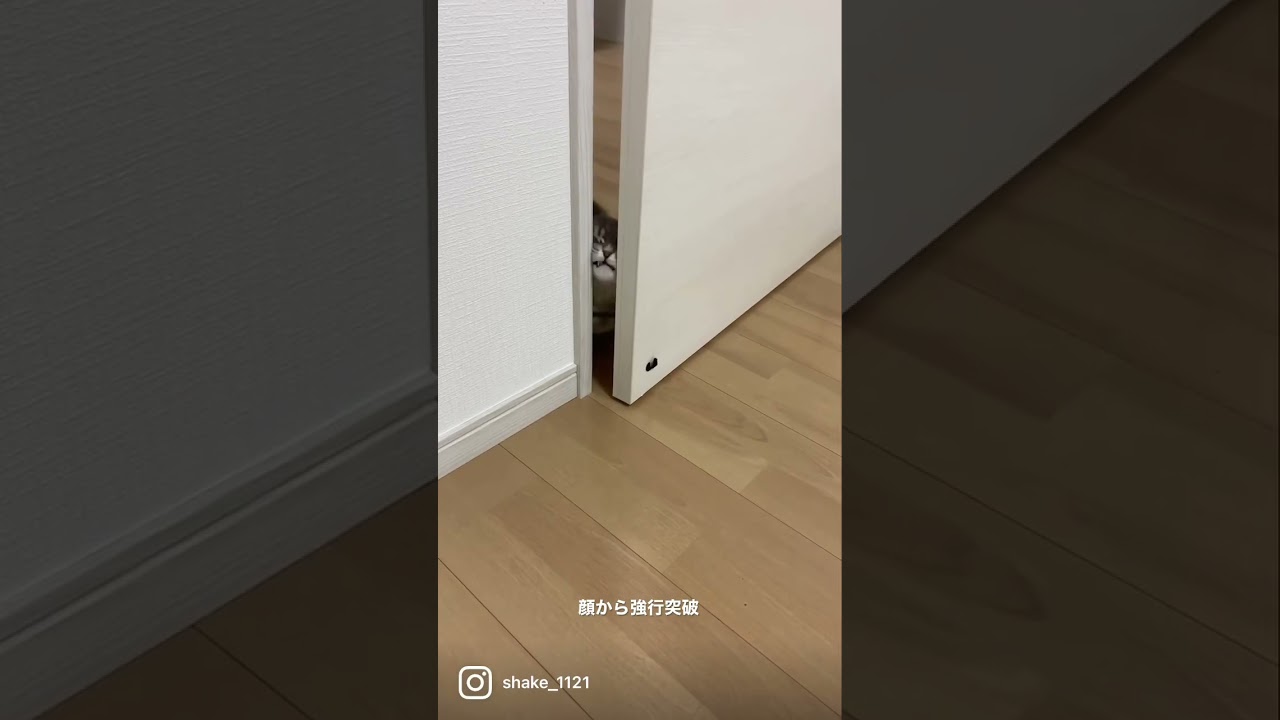 強行突破する猫がこちら  #マンチカン #短足マンチカン #Shorts
