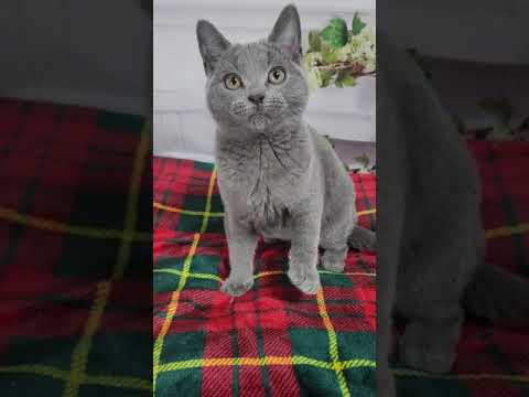 シャルトリュー ブルーの男の子♪