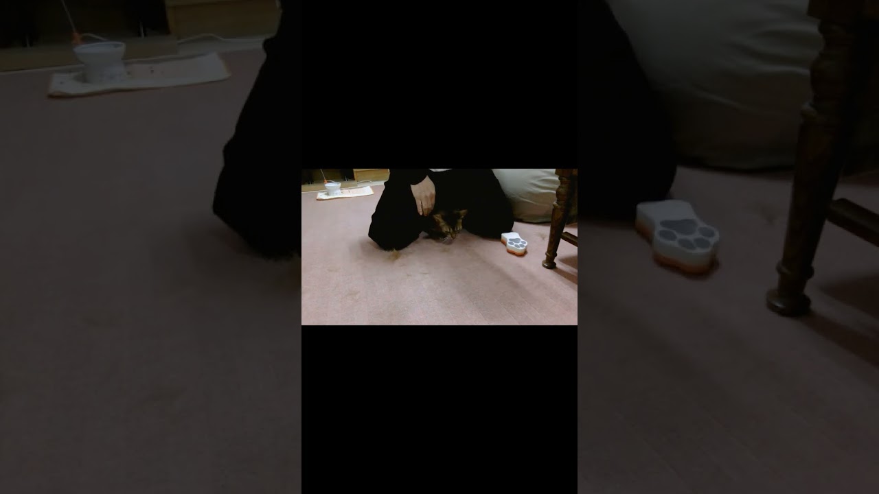 ネコ動画あび#510　#shorts　あびの毎日　アビシニアン　あび