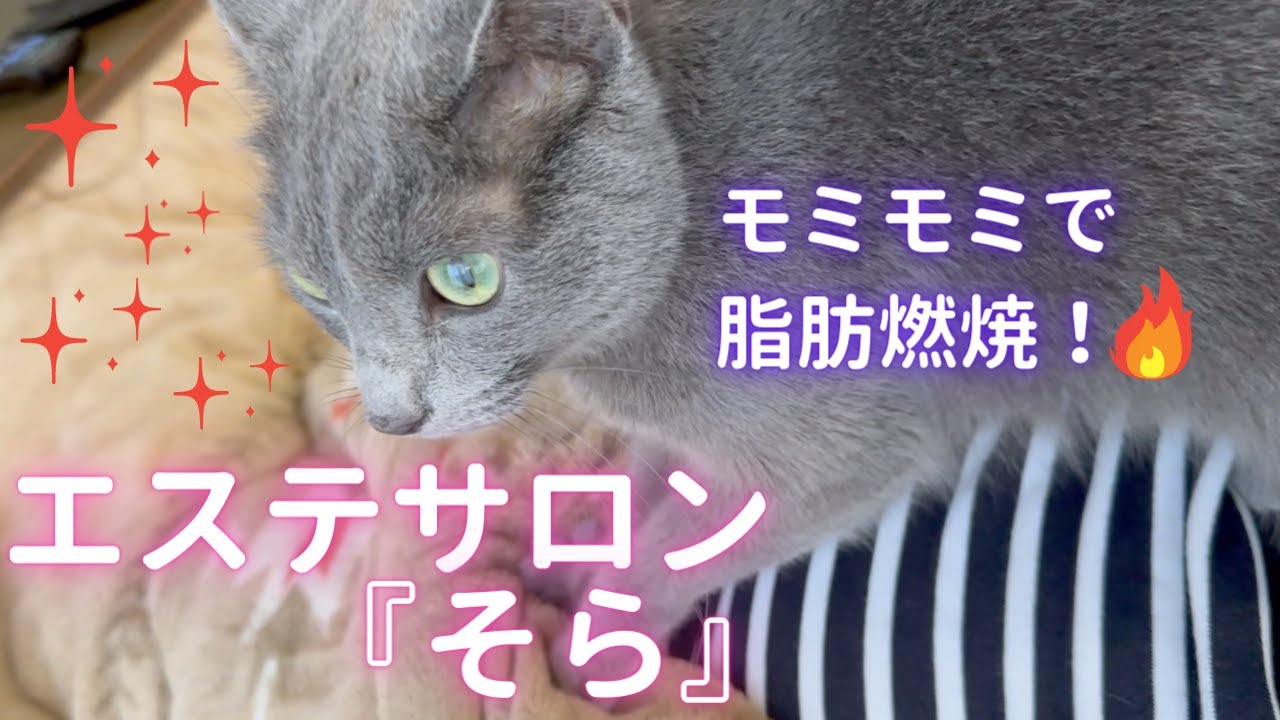 エステサロンを開業した猫（ロシアンブルー）