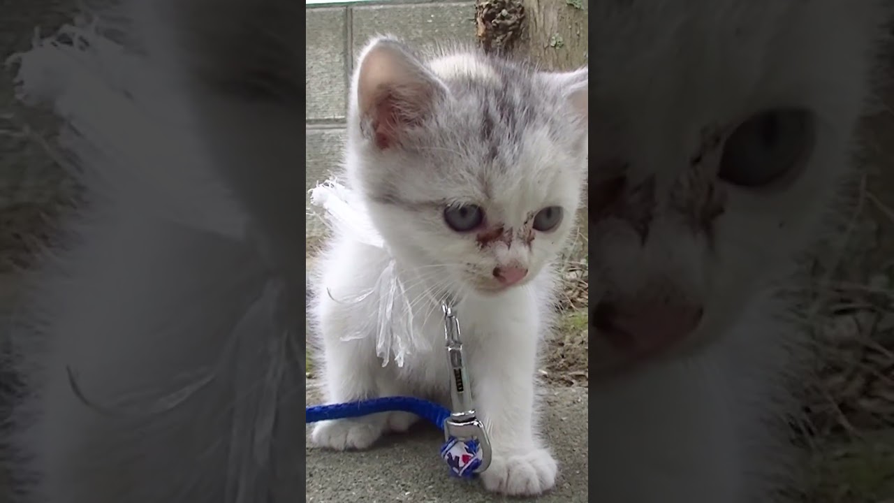 ドラ吉パパに心を開いてくれた保護直後の子猫ネコ吉 #shorts