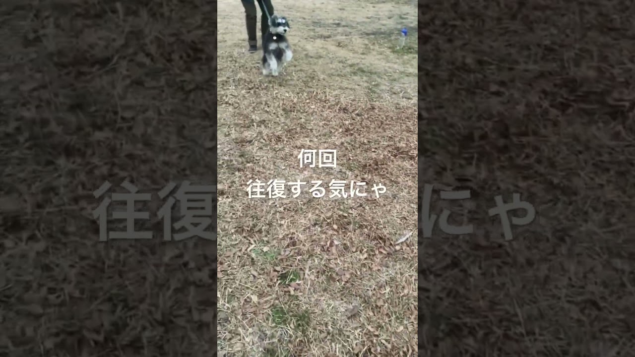 駆け回るオリバーを見守るリキ #ノルウェージャンフォレストキャット #ミニチュアシュナウザー  #犬と猫どっちも飼ってると毎日たのしい #亀戸 #亀戸