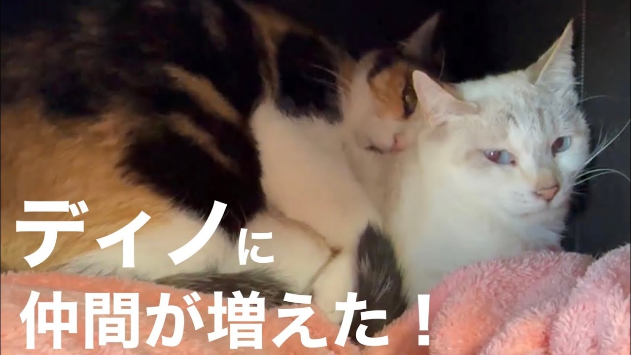 [元野良猫]#48 ぼろぼろガリガリだった元野良猫ディノとビーちゃんの部屋に甘えんぼ三毛ちゃんが仲間入り❣️ディノが予想以上に優しく、ビーちゃんと三毛ちゃんのコミュ力にもビックリ！