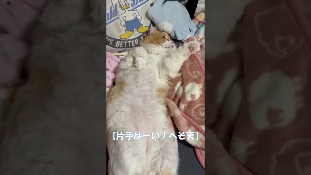 片手はーい！へそ天 #shorts  #猫 #アメリカンカール #cat