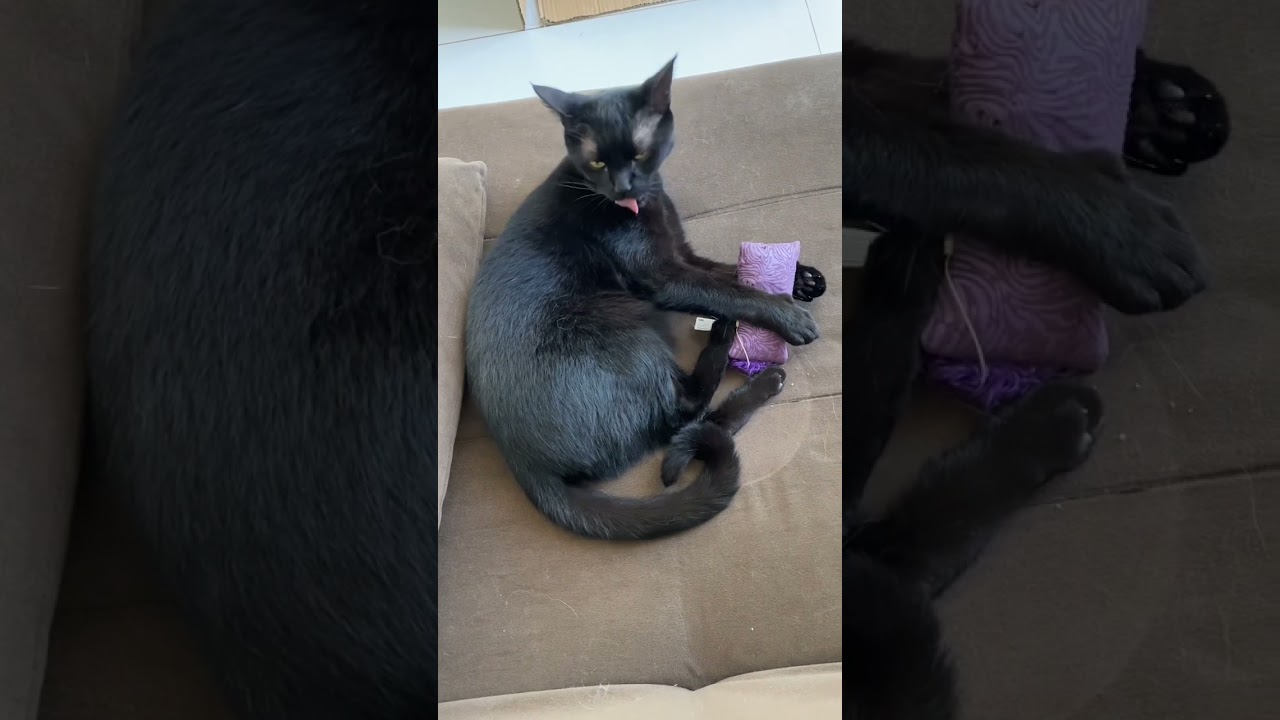 Minha gata é jogadora de futebol!