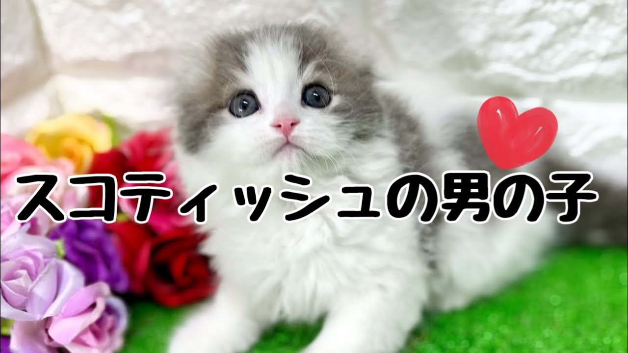 スコティッシュフォールドの子猫　（平野瓜破）