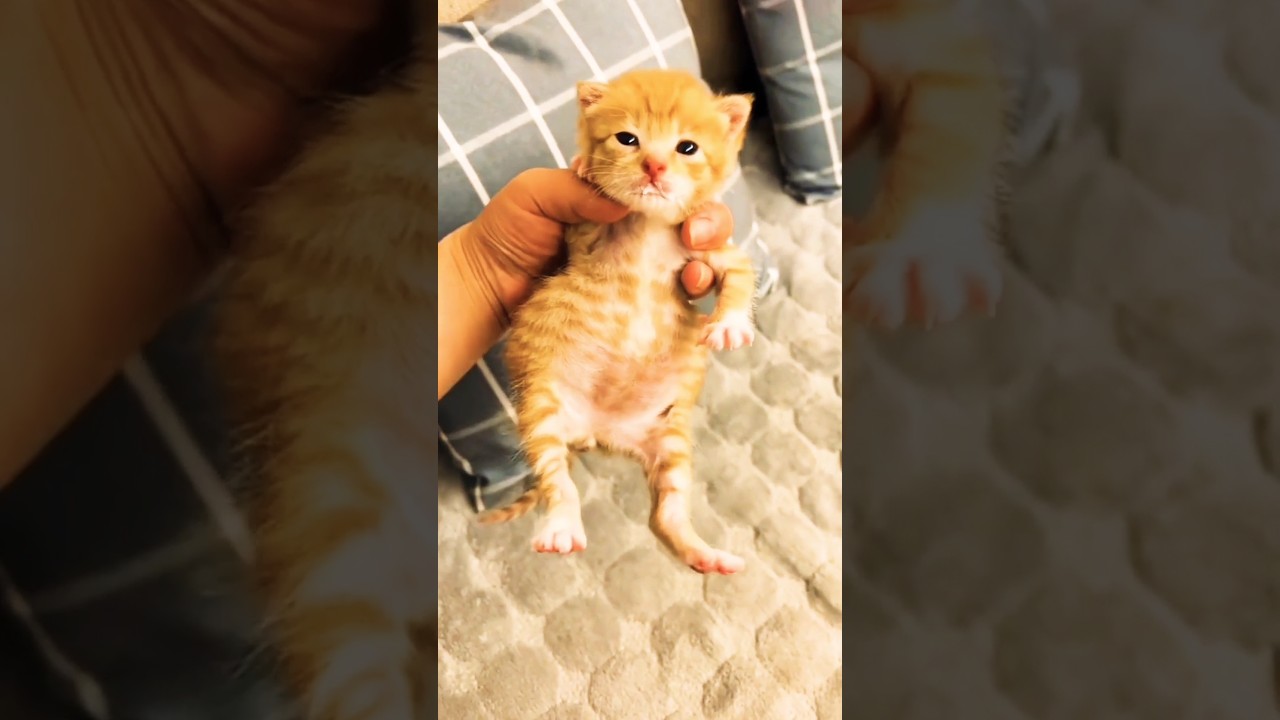 baby cats cute and funny #babycat #catvideos #youtubeshorts
