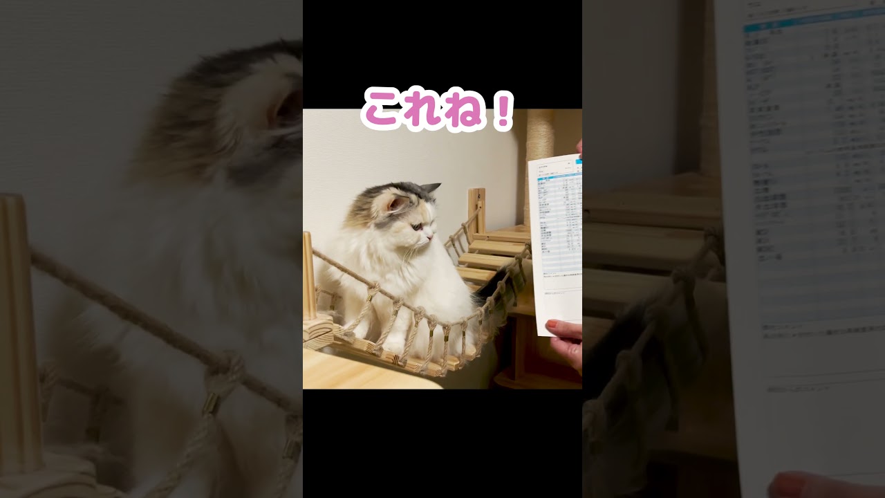 嘔吐していた先住猫の検査結果 #Shorts