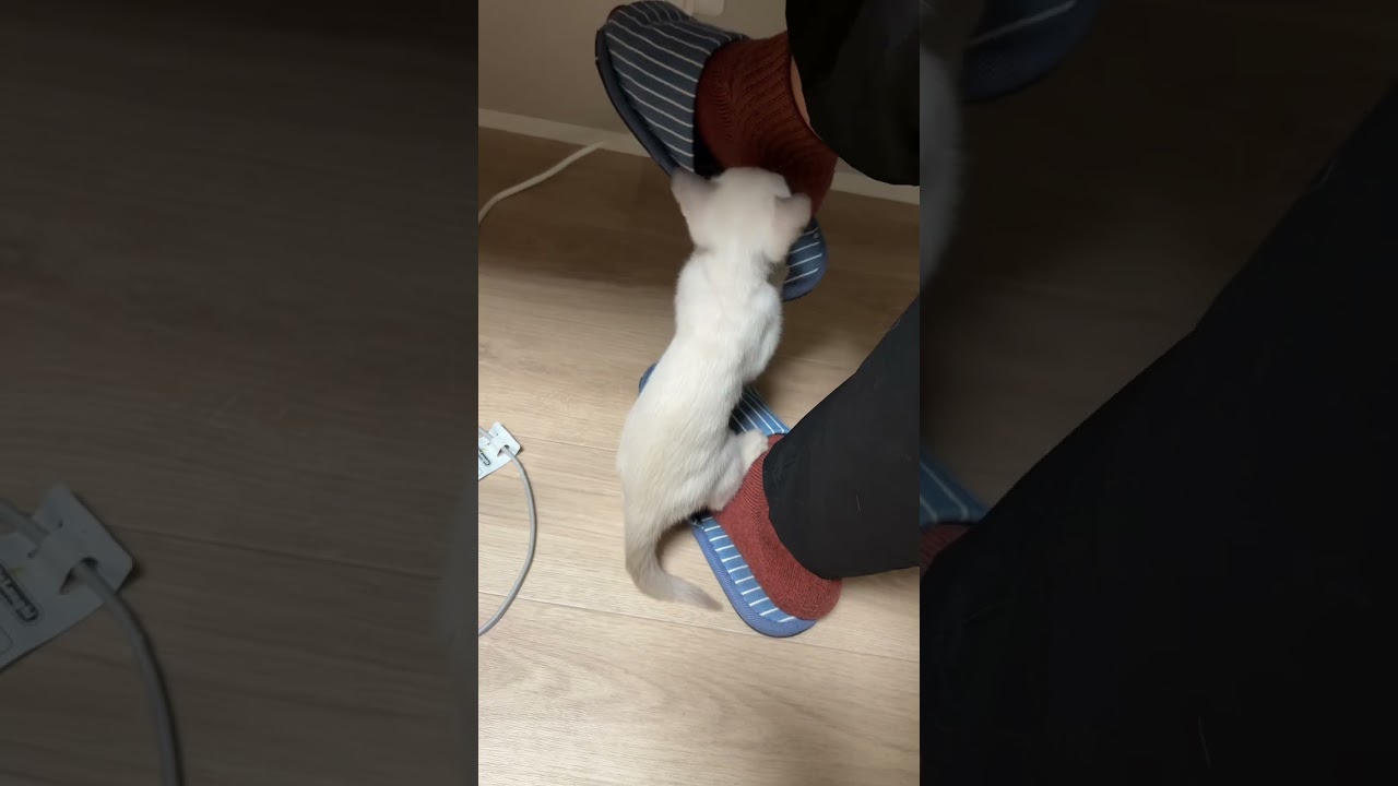 仕事が捗らない理由　#トンキニーズ #マンチカン #ミヌエット #猫のいる暮らし #cat #子猫