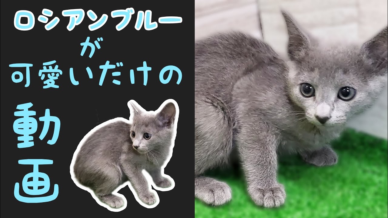 ロシアンブルー・子猫【鶴見元宮店】