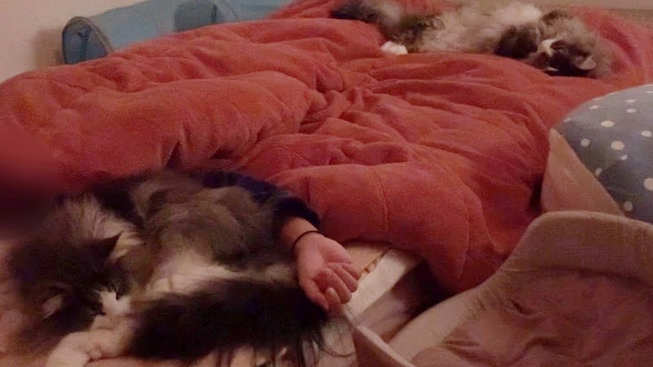 【おやすみ💤】兄弟ノルウェージャンフォレストキャットと一緒におやすみ〜