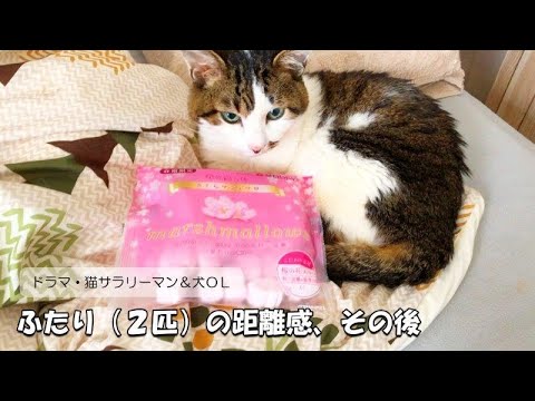 ドラマ【猫サラリーマン＆犬OL】第168話「ふたり（２匹）の距離感、その後」