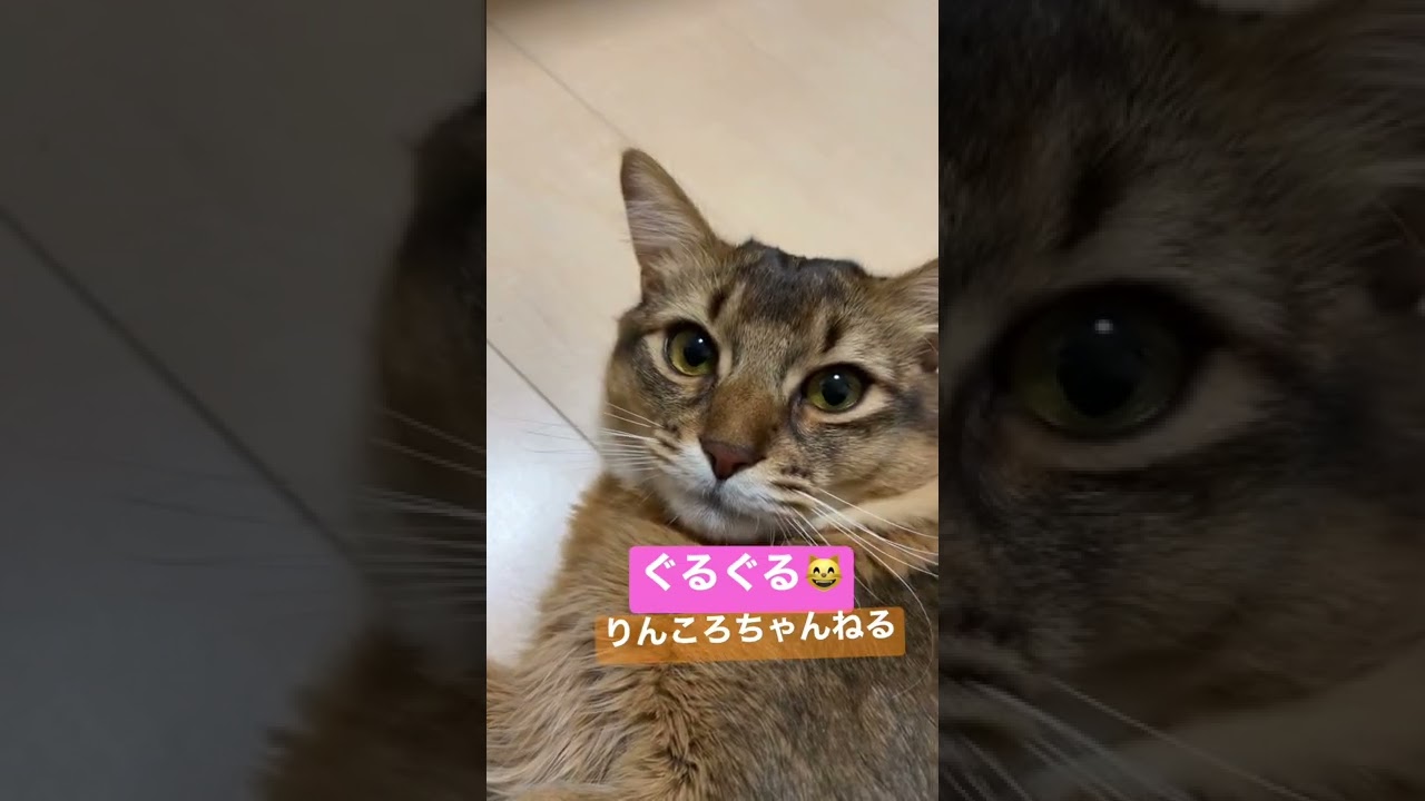 ぐるぐる😸【りんころちゃんねる】#shorts #ねこ #ソマリ #ねこのいる生活 #ねこのいる暮らし