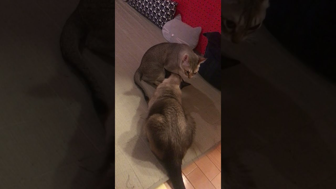 あやまるシンガプーラなのにゃ♪