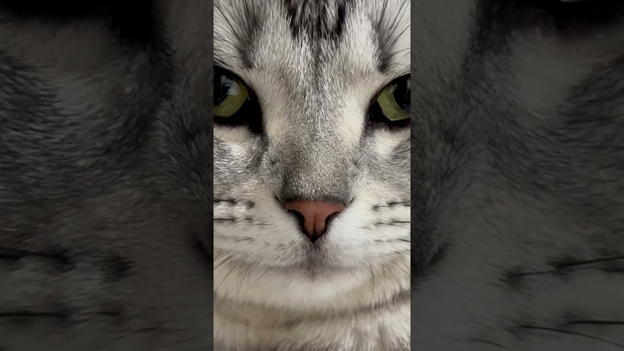 アメリカンショートヘアーをじっくり観察した🤔#shorts#cat