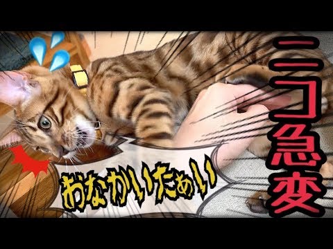 ニコ急変！急に大きな声で辛そうになきだしました。