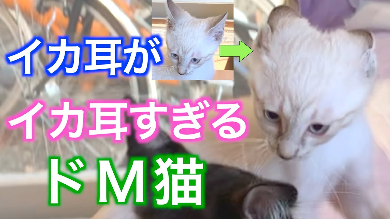 イカ耳しすぎると耳が消える件