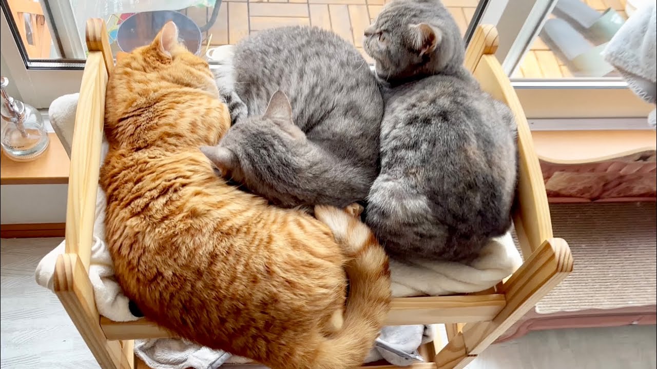猫ベッドを二段ベッドにしてみたらみんな二段目にいた！