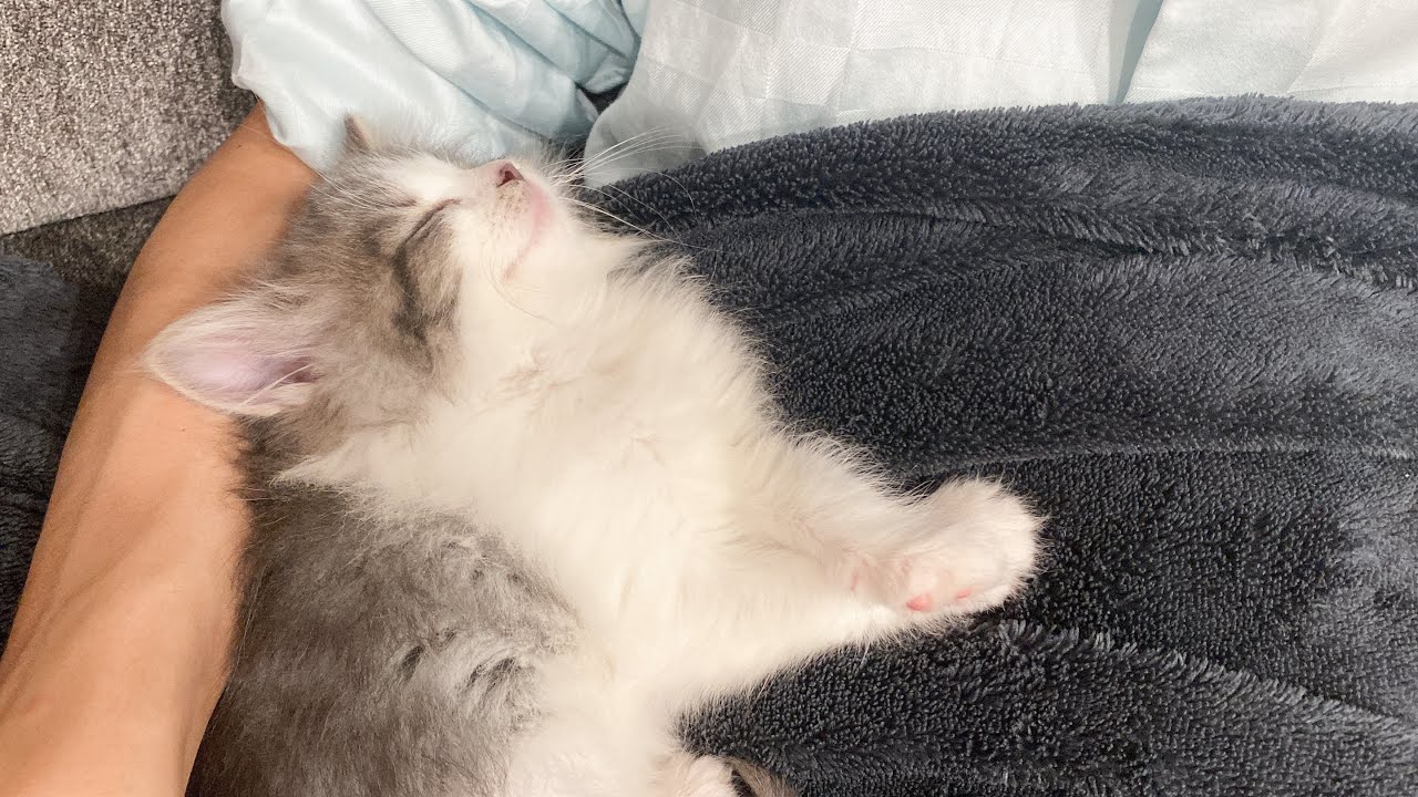 お迎え初日に甘えて寝落ちする生後2.5ヶ月の子猫がかわいすぎた【ノルウェージャンフォレストキャット】