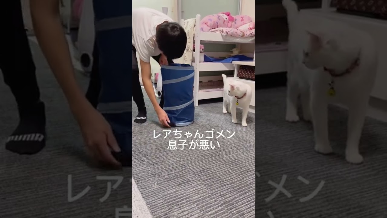 息子のイタズラでコケる子猫　#shorts #cat #猫 #子猫 #保護猫 #白猫 #デブ猫
