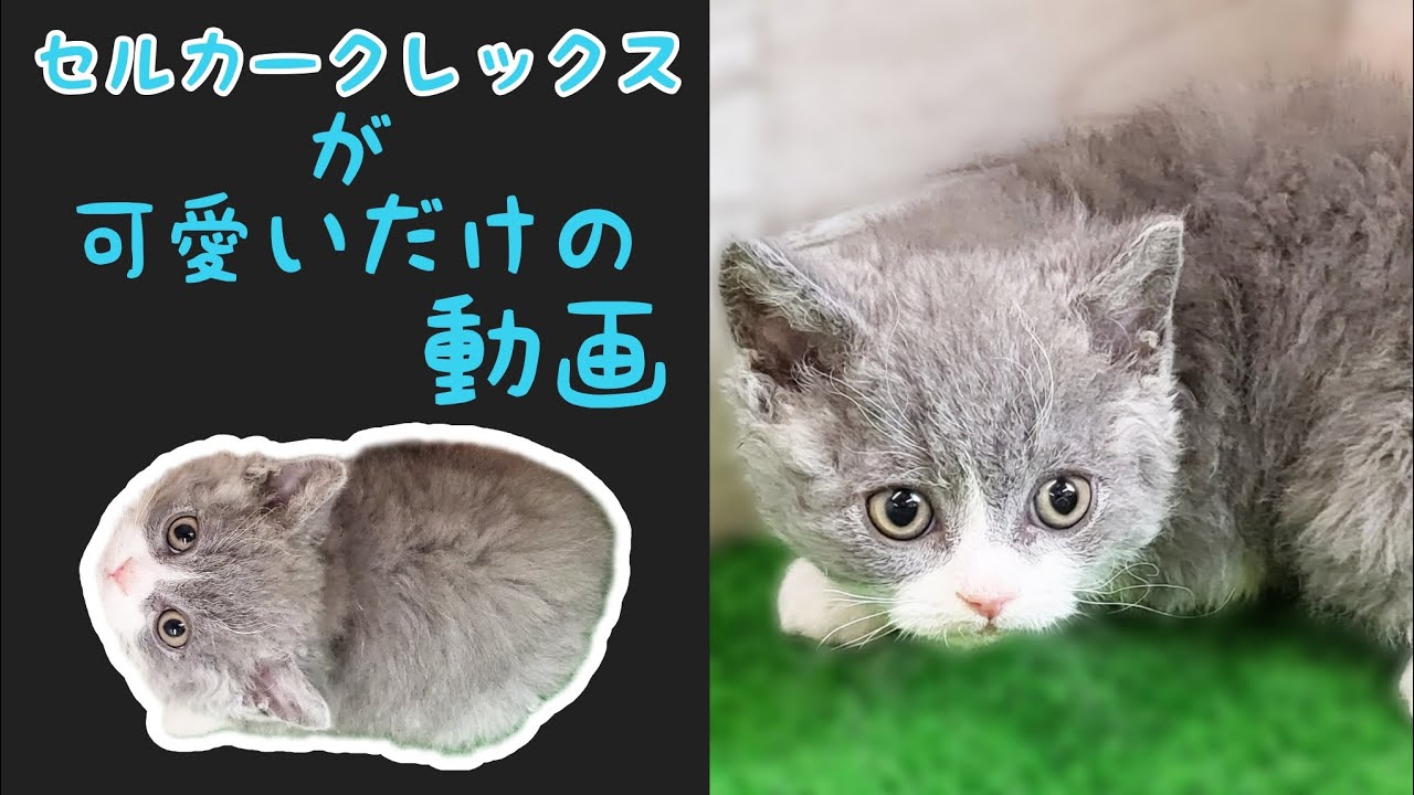 セルカークレックス・子猫【Mitten府中店】