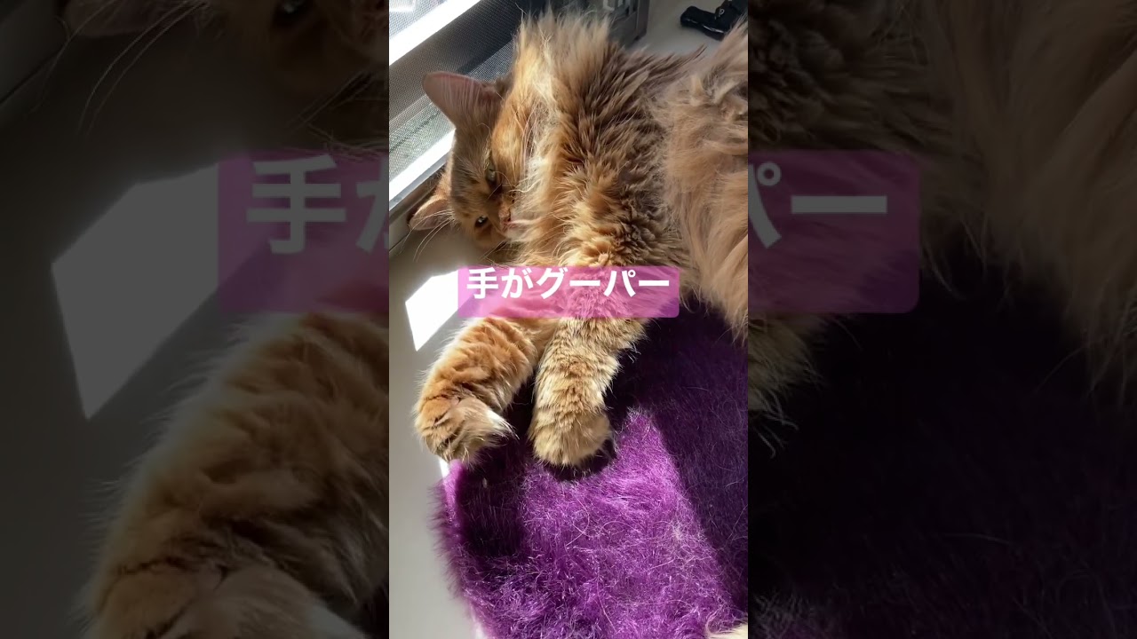 ひなたぼっこ猫【ソマリ】#shorts #ソマリ #猫