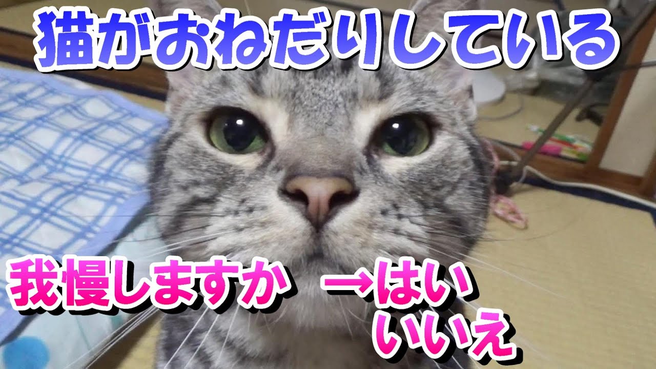おねだりしてくる猫と耐える飼い主（アメリカンショートヘア）