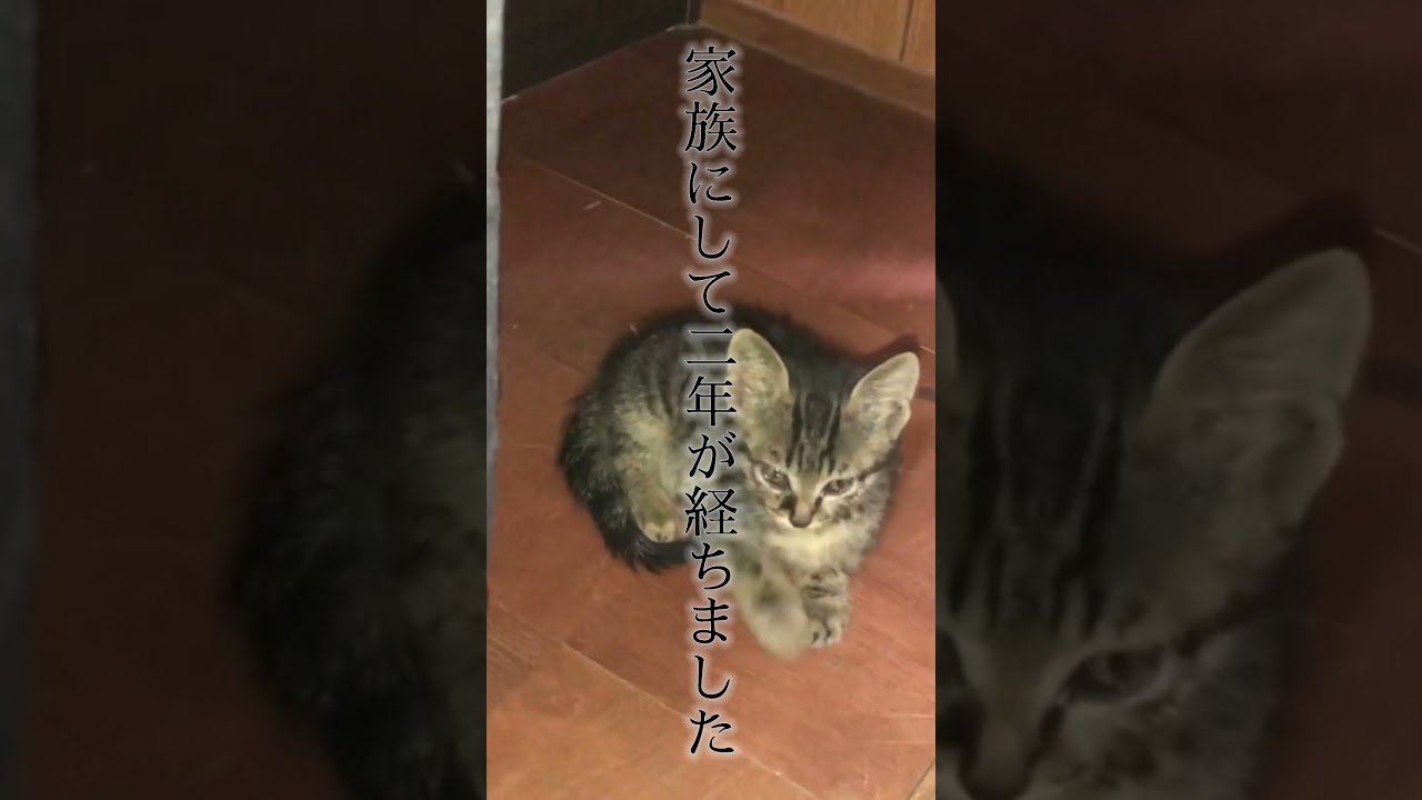 捨てられてた子猫を家族にした結果… #shorts