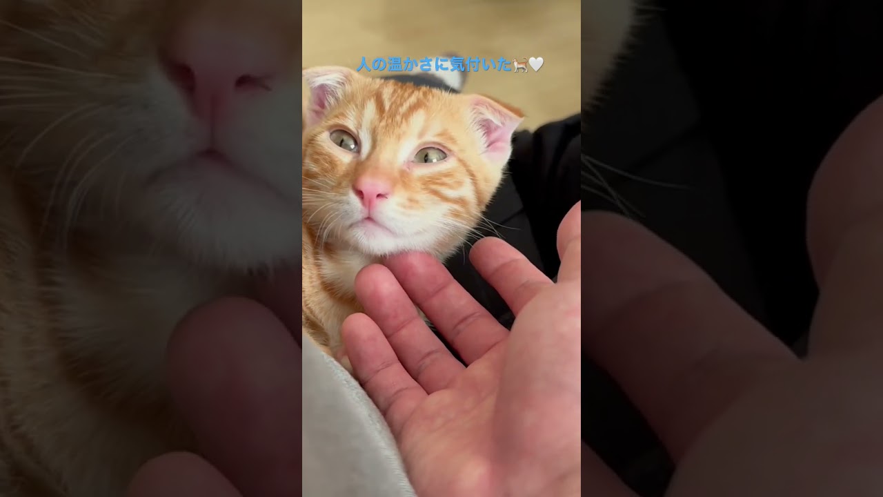 やっと乗ってくれた🥺 #キンカロー #子猫 #猫 #猫のいる暮らし #cat #catlover #catvideos #고양이 #catlovers #catvideo