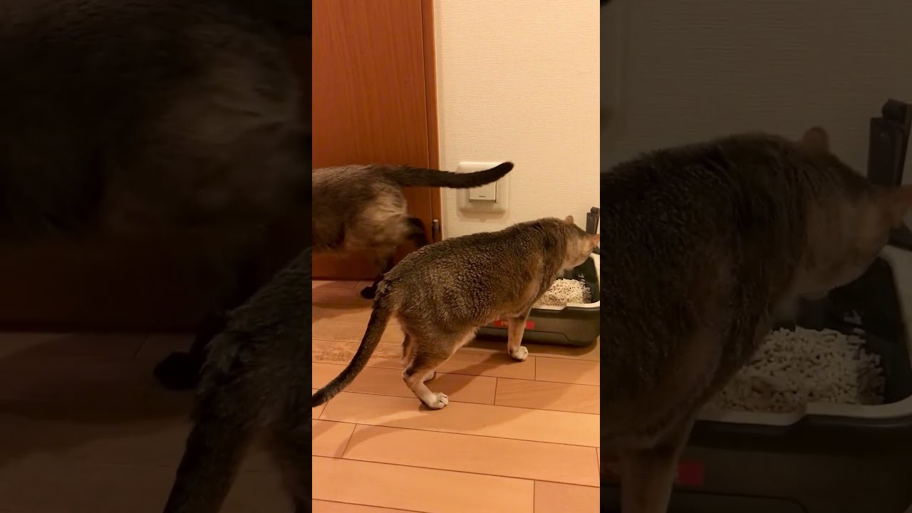 たぬき猫のトイレの砂カキを代行しちゃうシンガプーラなのにゃ♪