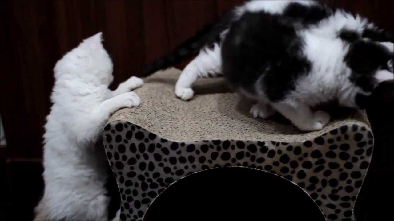 カノンベビーズ　～セルカークレックスの子猫たち～【猫がいるカフェAdagio】