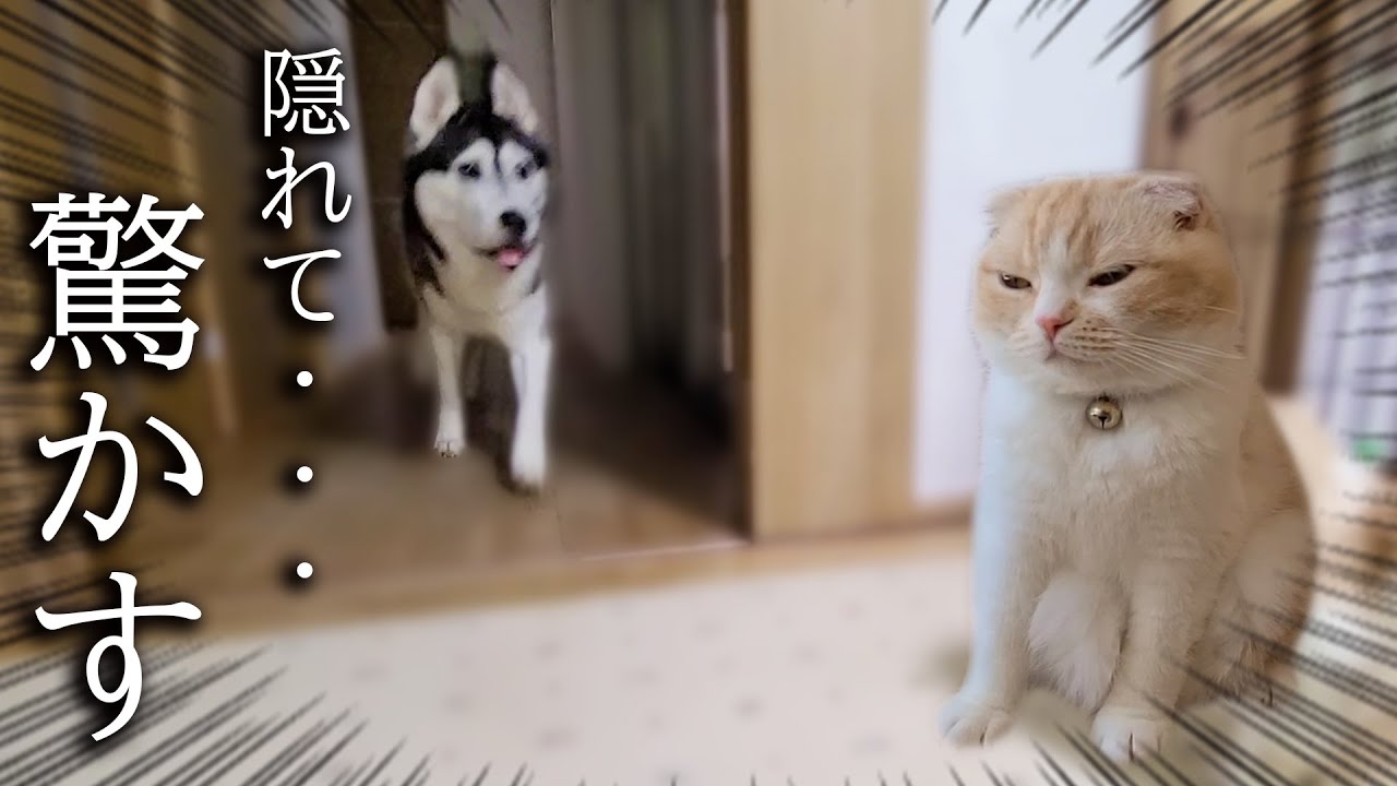 子猫がこっそり隠れてハスキー犬を驚かそうとした結果...