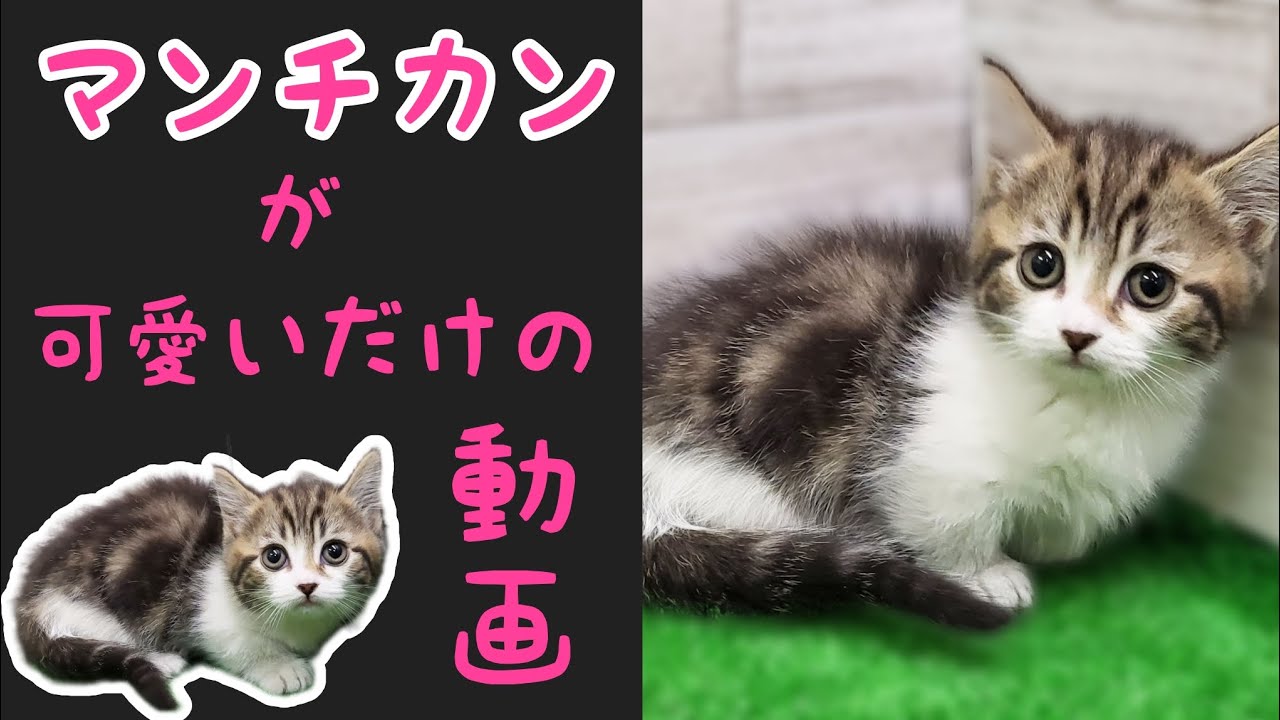 マンチカン・子猫【厚木下荻野店】