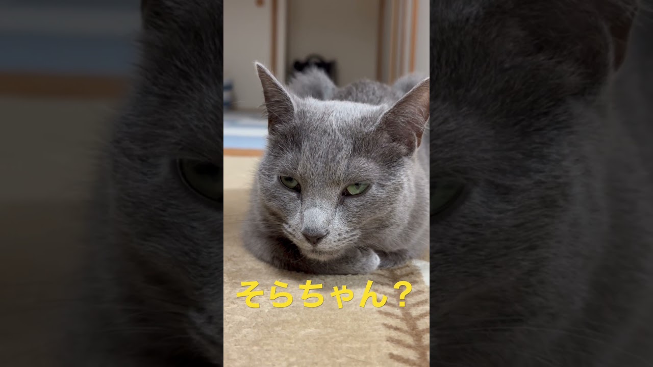 眠気に勝てない猫（ロシアンブルー）#shorts
