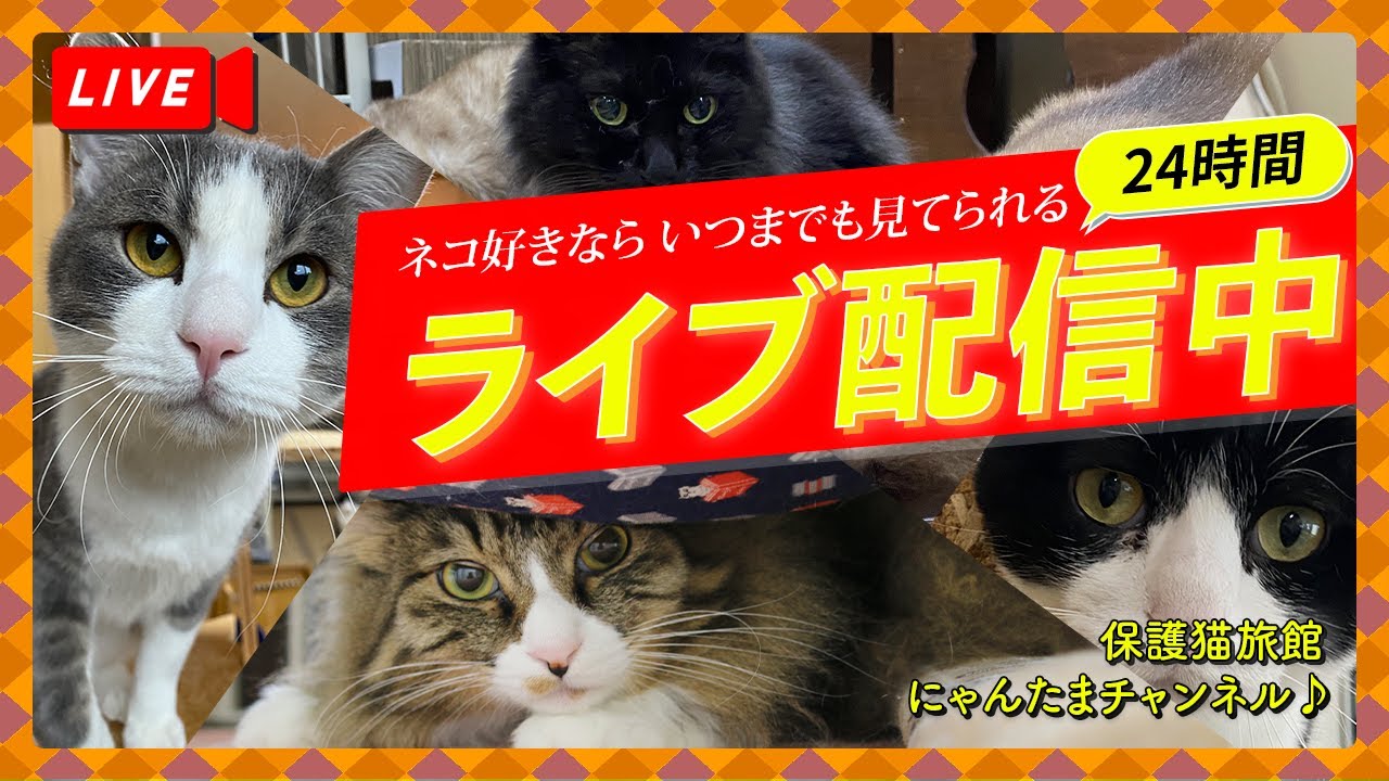 💖【看板猫日本一のおもち】💖２階猫のお部屋ライブ配信中💖