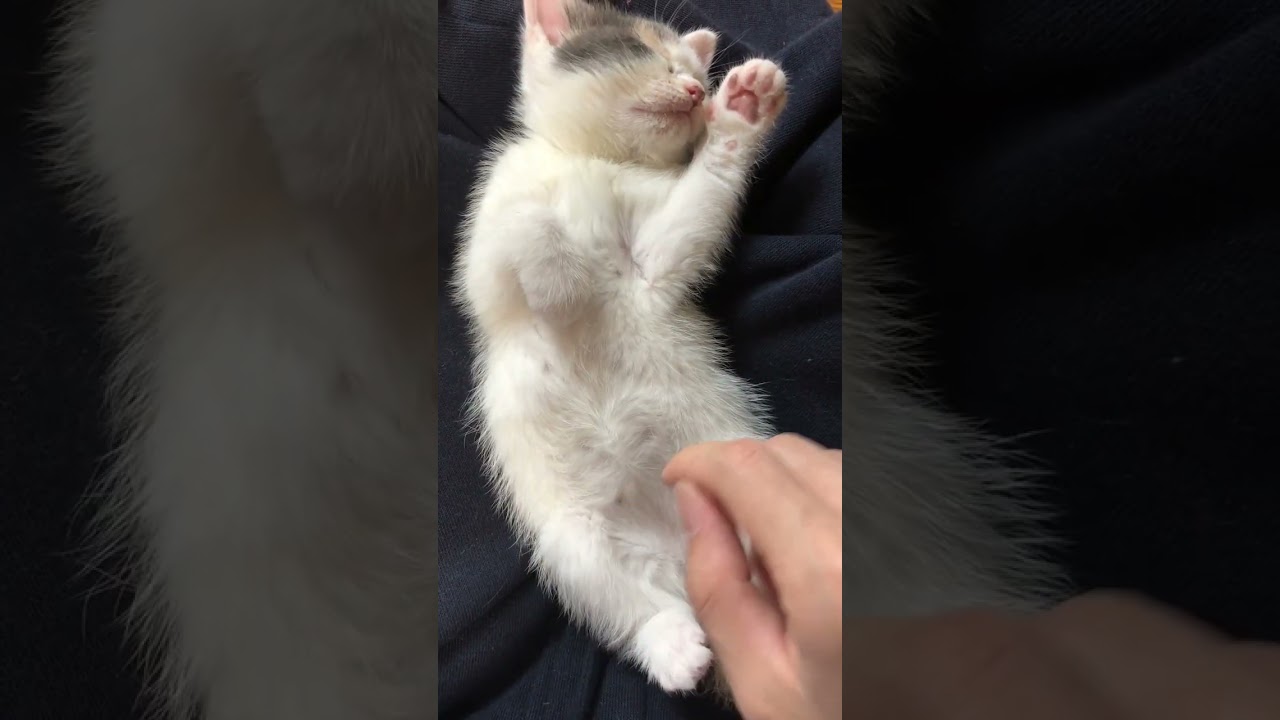 お昼寝中にいじられても全然起きない子猫が可愛いw #shorts