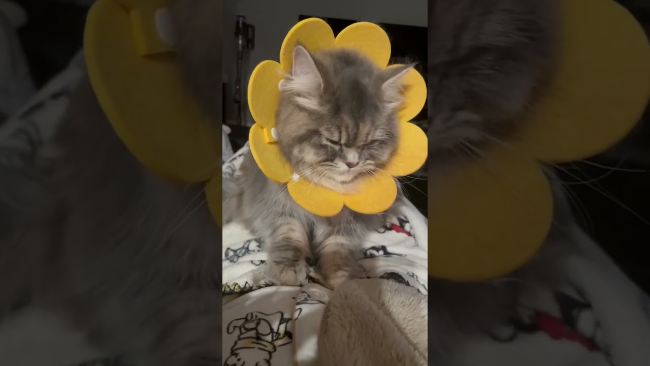避妊手術を終えた生後7ヶ月のラガマフィン　#ラガマフィン #猫のいる暮らし #子猫動画