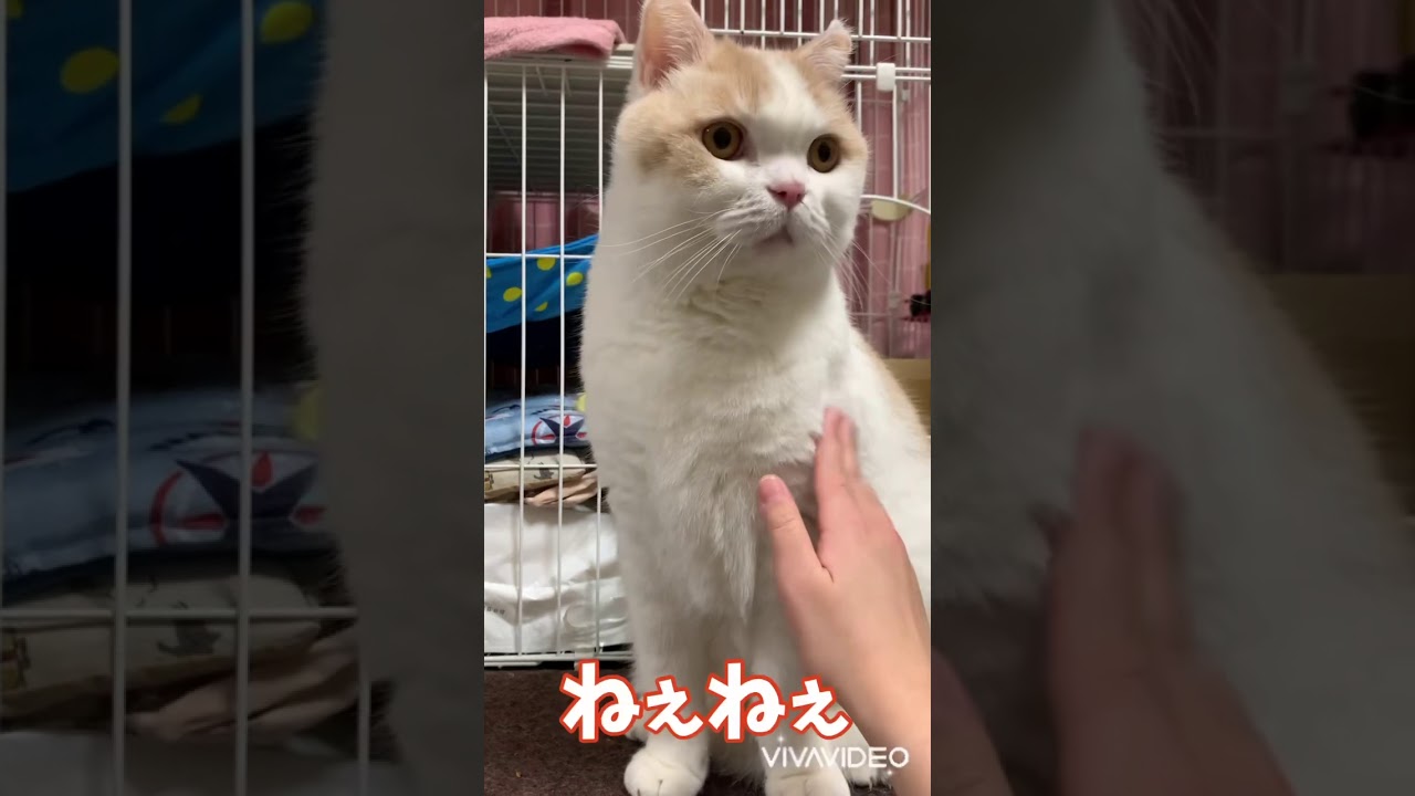 愛猫に無視される娘！#shorts #YouTubeショート 【スコティッシュフォールド】A daughter ignored by her cat!   [Scottish Fold]
