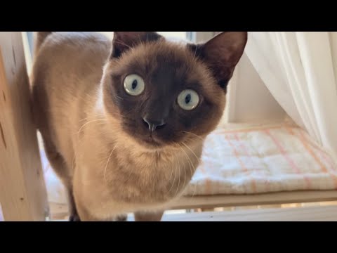 トンキニーズ 【2023/02/23】