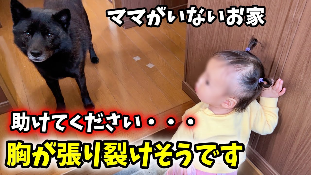 困ってます。誰か助けてください【娘と犬猫とお留守番】