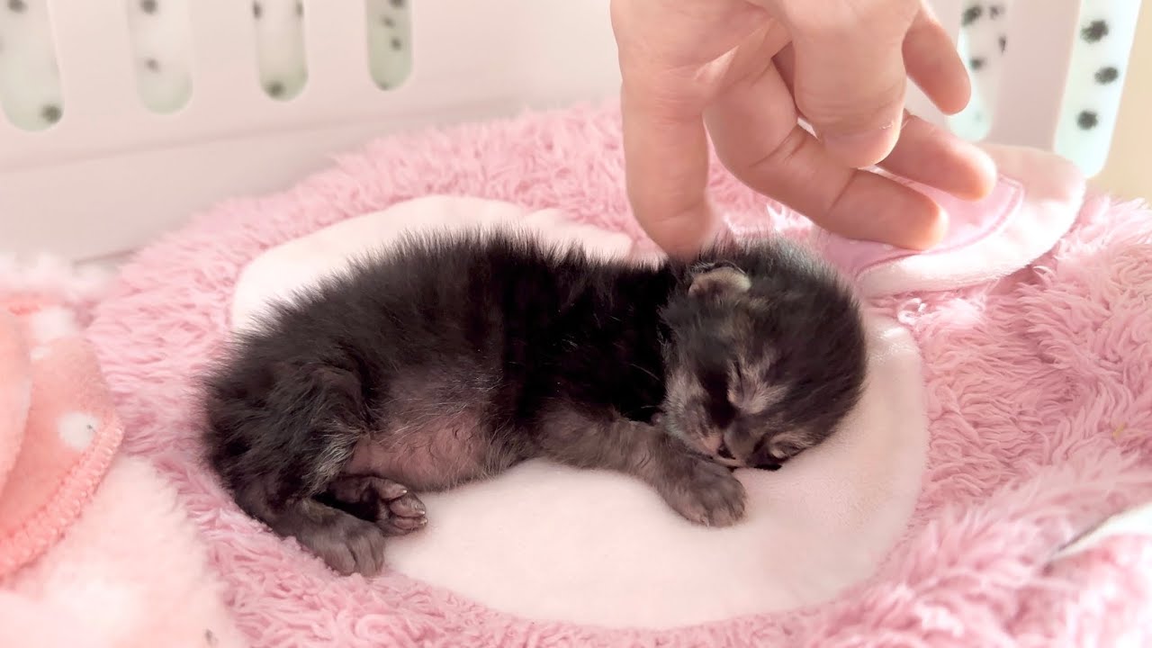 赤ちゃん猫をミルクの時間に起こすと反応が可愛すぎた 生後7日【アオちゃん日記#5〜青い秋空〜】Cute kitten realizing it's milk time. 子猫