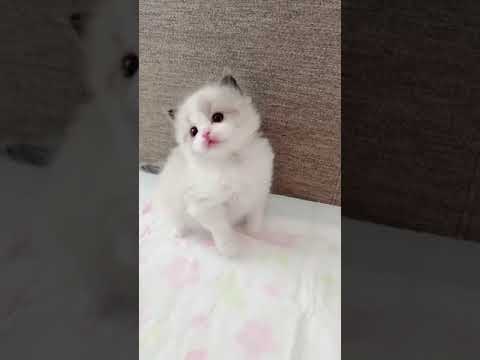 ラグドール 両親外産 大きい目 まん丸顔たち レベル高い シールポイントバイカラー（ロングヘアー）