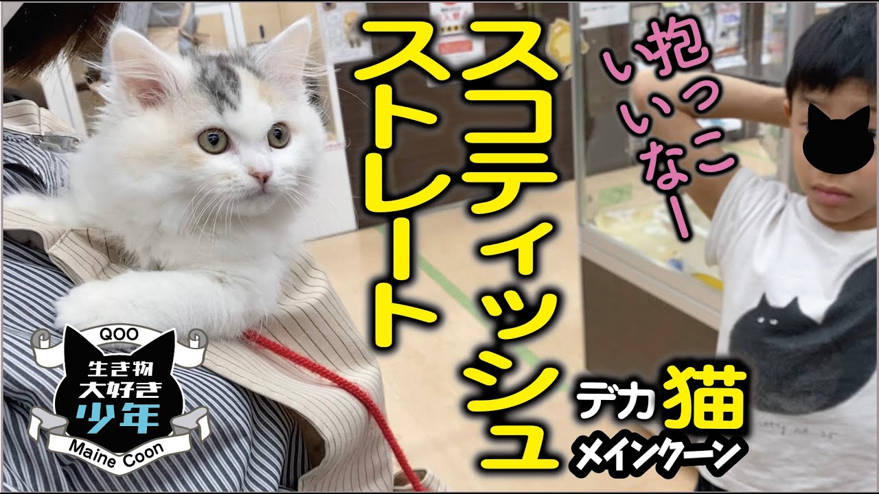 メインクーンとスコティッシュ・ストレートってこんなに違うの？抱っこ好きなメスの子猫♪
